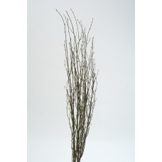 BIRCH BRANCHES 3'-4' Green Wash OUT OF STOCK